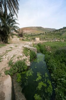 Nymphaea at Bulla Regia, Tunisia. Creator: Samuel Magal