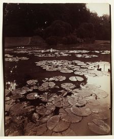 Nymphéa, 1922-1923. Creator: Eugène Atget (French, 1857-1927)