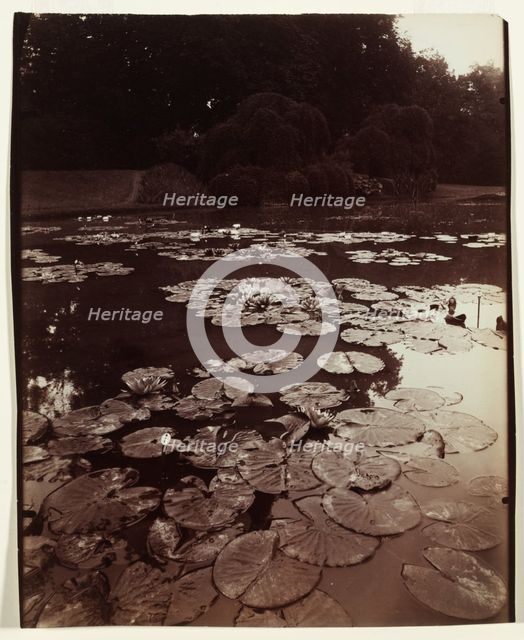 Nymphéa, 1922-1923. Creator: Eugène Atget (French, 1857-1927).