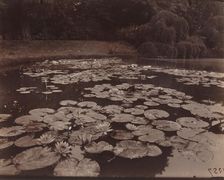 Nymphéas (Bagatelle), 1925. Creator: Eugene Atget