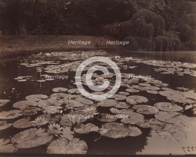 Nymphéas (Bagatelle), 1925. Creator: Eugene Atget.