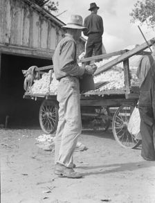 Small cotton farm, Kern County, California, 1938. Creator: Dorothea Lange