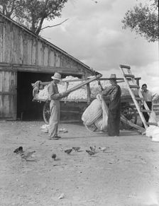 Small cotton farm, Kern County, California, 1938. Creator: Dorothea Lange