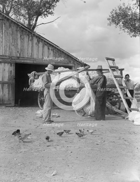 Small cotton farm, Kern County, California, 1938. Creator: Dorothea Lange.