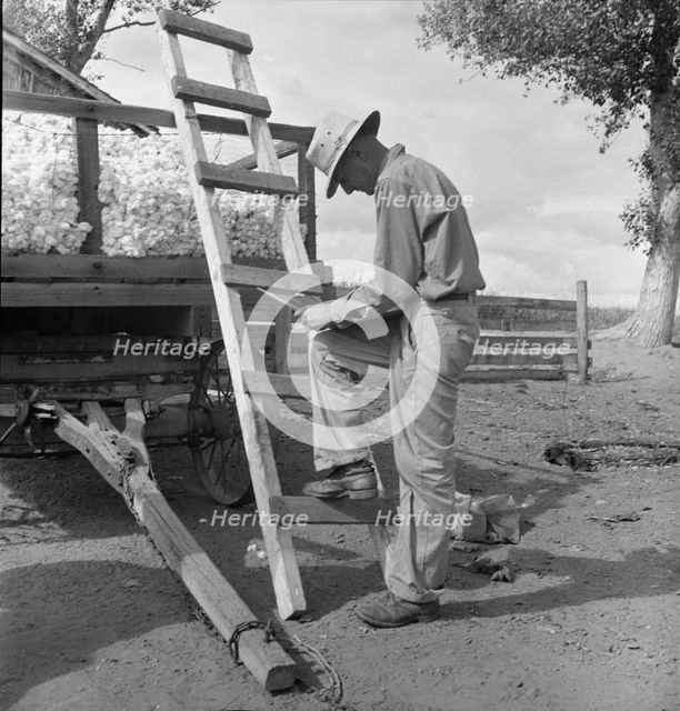 Small cotton farmer, Kern County, California, 1938. Creator: Dorothea Lange.