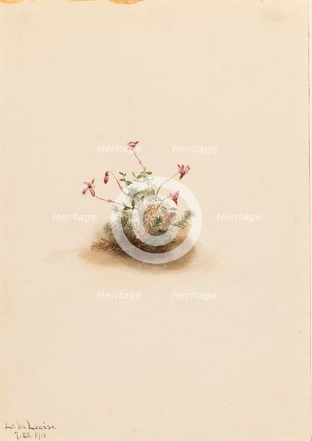 Small Cranberry (Oxycoccus palustris), 1911. Creator: Mary Vaux Walcott.