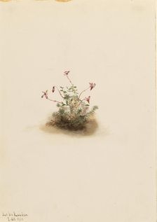 Small Cranberry (Oxycoccus palustris), 1911. Creator: Mary Vaux Walcott