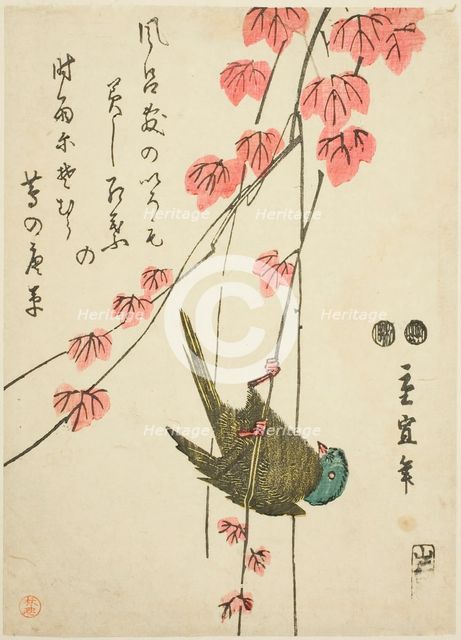 Small bird and ivy, c. 1843/47. Creator: Utagawa Hiroshige II.