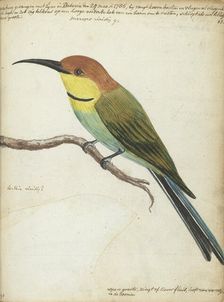 Small bird on branch, 1785. Creator: Jan Brandes