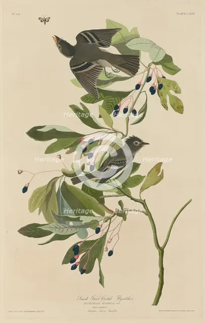 Small Green-Crested Flycatcher, 1832. Creator: Robert Havell.
