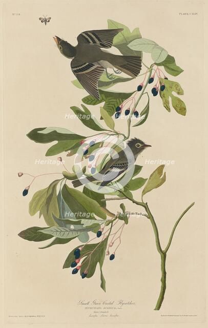 Small Green-Crested Flycatcher, 1832. Creator: Robert Havell.