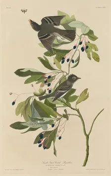 Small Green-Crested Flycatcher, 1832. Creator: Robert Havell