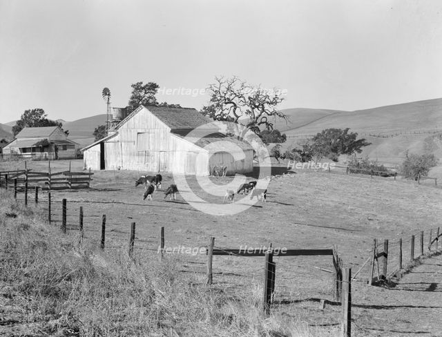 Small farm of California, Contra Costa County, 1938. Creator: Dorothea Lange.