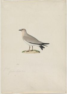 Small Pratincole (Glareola lactea), 1800s. Creator: Paul Hüet (French, 1803-1869), attributed to