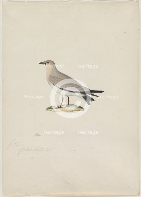 Small Pratincole (Glareola lactea), 1800s. Creator: Paul Hüet (French, 1803-1869), attributed to.