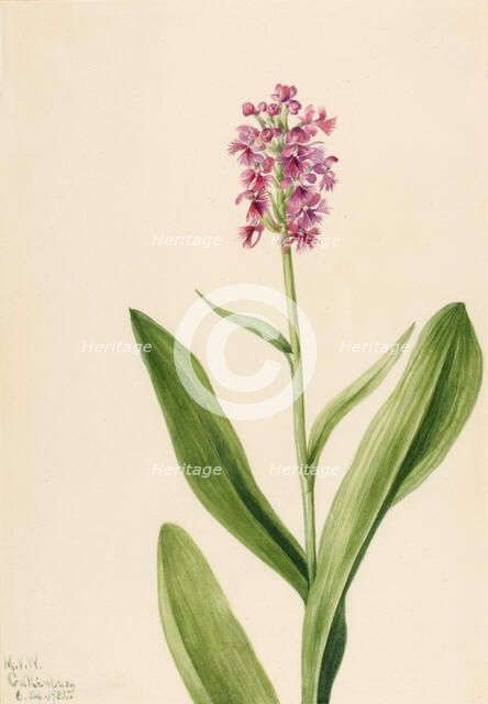 Small Purple Fringe Orchid (Habenaria psychodes), 1932. Creator: Mary Vaux Walcott.