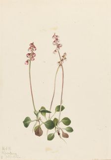 Small Pyrola (Pyrola minor), 1922. Creator: Mary Vaux Walcott