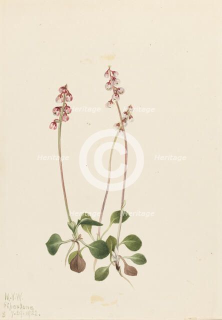 Small Pyrola (Pyrola minor), 1922. Creator: Mary Vaux Walcott.