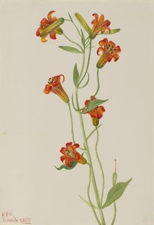 Small Tiger Lily (Lilium parvum), 1933. Creator: Mary Vaux Walcott