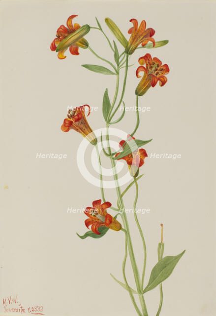 Small Tiger Lily (Lilium parvum), 1933. Creator: Mary Vaux Walcott.