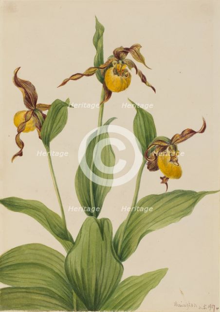 Small Yellow Ladyslipper (Cypripedium parviflorum), 1917. Creator: Mary Vaux Walcott.