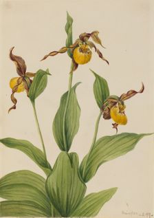 Small Yellow Ladyslipper (Cypripedium parviflorum), 1917. Creator: Mary Vaux Walcott