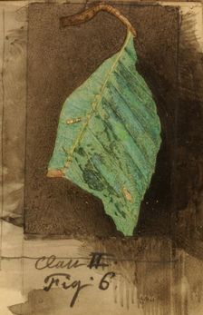 Smaller Spotted Beach Leaf Edge Caterpillar..., late 19th-early 20th century. Creator: Emma Beach Thayer