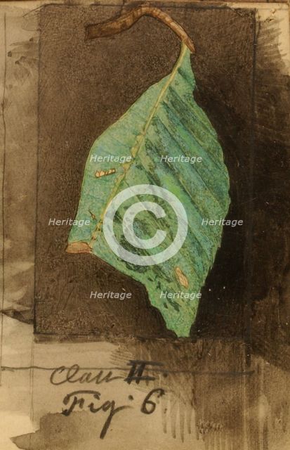 Smaller Spotted Beach Leaf Edge Caterpillar..., late 19th-early 20th century. Creator: Emma Beach Thayer.