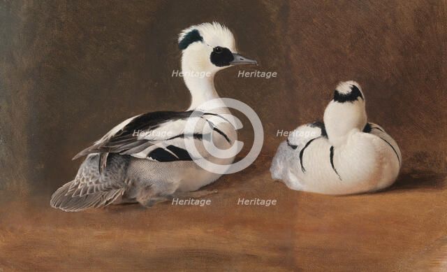 Smews, 1867. Creator: Ferdinand von Wright.