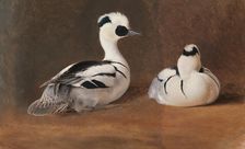 Smews, 1867. Creator: Ferdinand von Wright