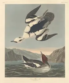 Smew or White Nun, 1836. Creator: Robert Havell