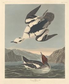 Smew or White Nun, 1836. Creator: Robert Havell