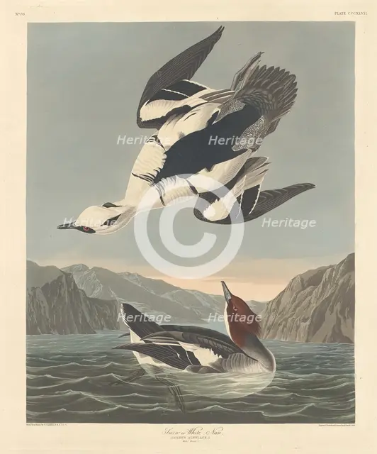 Smew or White Nun, 1836. Creator: Robert Havell.