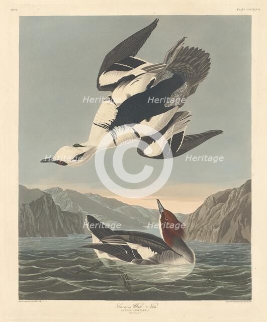 Smew or White Nun, 1836. Creator: Robert Havell.