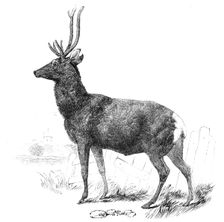 Smithfield Cattle-Show - red stock deer from Windsor, 1844. Creator: Unknown