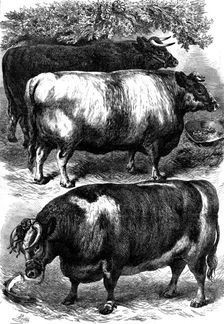 Smithfield Club Cattle Show: prize oxen, 1873. Creator: Unknown