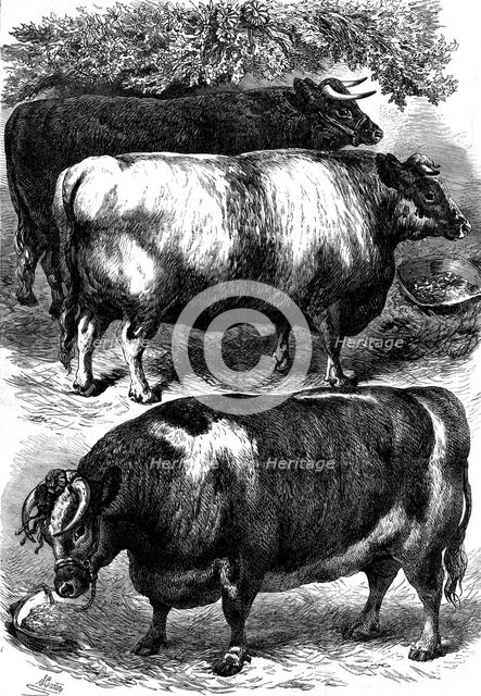Smithfield Club Cattle Show: prize oxen, 1873. Creator: Unknown.