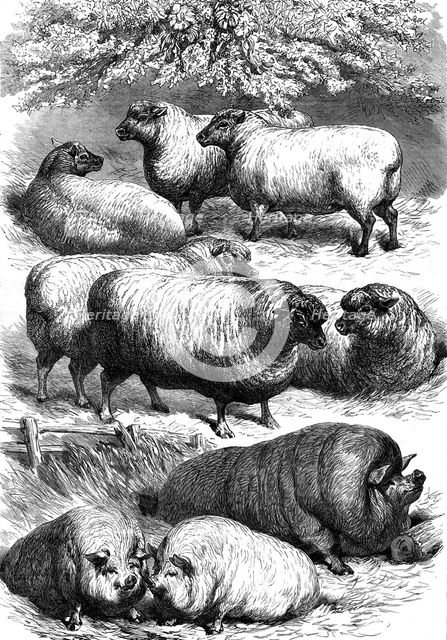 Smithfield Club Cattle Show: prize sheep and pigs, 1873. Creator: Unknown.