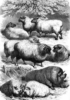 Smithfield Club Cattle Show: prize sheep and pigs, 1873. Creator: Unknown