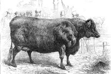 Smithfield Club Cattle Show: Sir W. Gordon Cumming's Scotch polled heifer...Gold Medal, 1881. Creator: Unknown