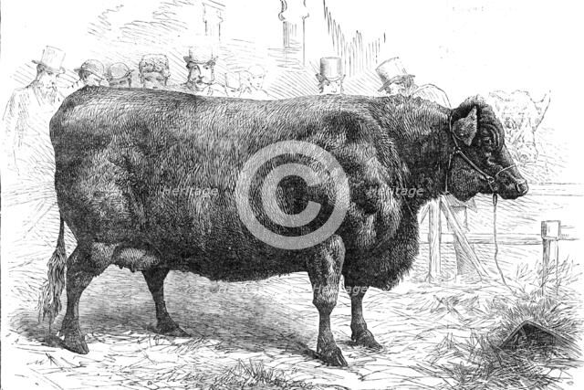 Smithfield Club Cattle Show: Sir W. Gordon Cumming's Scotch polled heifer...Gold Medal, 1881. Creator: Unknown.