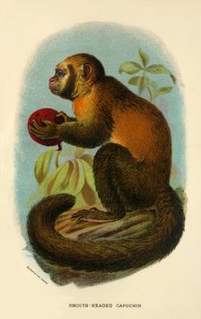 Smooth-Headed Capuchin 1896. Artist: Henry Ogg Forbes