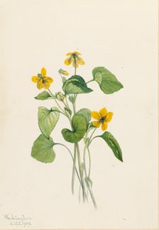 Smooth Yellow Violet (Viola eriocarpa), 1919. Creator: Mary Vaux Walcott