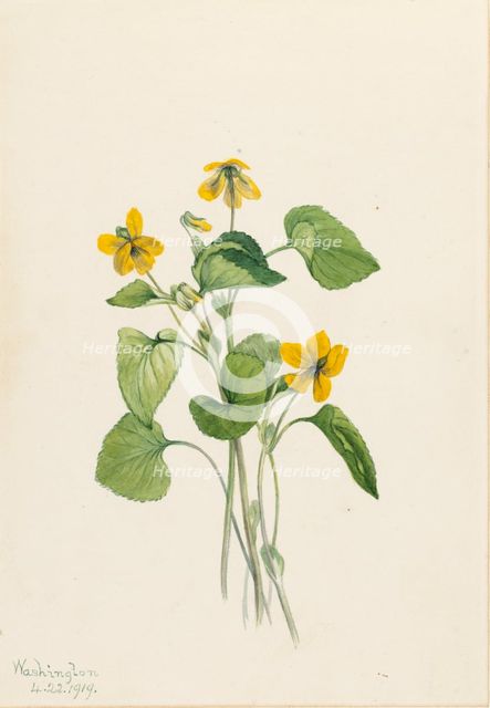 Smooth Yellow Violet (Viola eriocarpa), 1919. Creator: Mary Vaux Walcott.