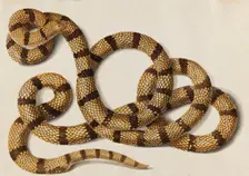 Snake, 1770-1780s. Creator: Scheidel, Franz Anton von (1731-1801)