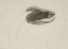 Snake, 1818-c1830. Creator: Unknown
