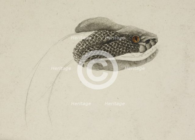Snake, 1818-c1830. Creator: Unknown.