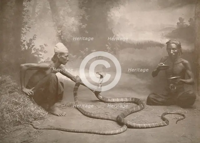 'Snake Charrmers with Hamadryads (Kuy Cobras)', 1900. Creator: Unknown.