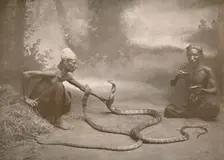 Snake Charrmers with Hamadryads (Kuy Cobras) 1900. Creator: Unknown