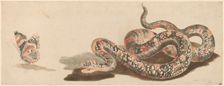 Snake and Butterfly, 1680s/1690s. Creator: Workshop of Johann Teyler